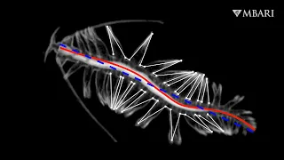 Effective and elegant: New research reveals swimming mechanics of the gossamer worm