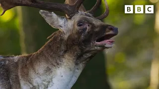 BOISTEROUS bucks fighting 😤🦌 | Wild Isles - BBC