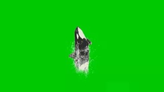 Green screen whale(shark) jumping. An Incredible fx effect that MUST WATCH by everyone.