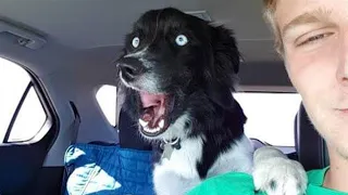 When your dog is funnier than you 🐶🤣 Funny Dog Video