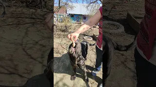 Аккуратность неаполитанского мастиф. /Accuracy of the Neapolitan mastiff.#shorts