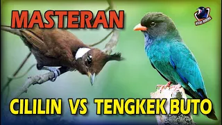 Duel Maut Burung CILILIN VS TENGKEK BUTO II Tembakan Cililin dan Tengkek