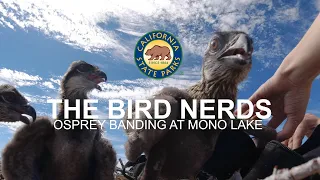 The Bird Nerds: Osprey Banding at Mono Lake