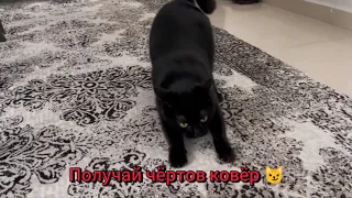 Ковёр драть мы любим 😼#кот #cat #video #видео #котики