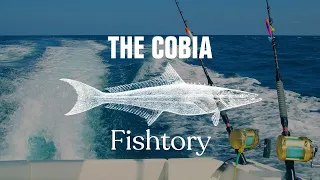 Catching Cobia: Everything You Need To Know | Fishtory