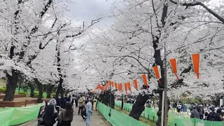 さくら 2023 | Tokyo | It’s cherry blossom Day #sakura #tokyo #ueno