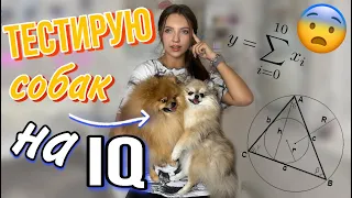 Проверяю интеллект собак 🐶 IQ тест 😆 и много интересного 📈