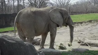 Elephant to be born at Indianapolis Zoo