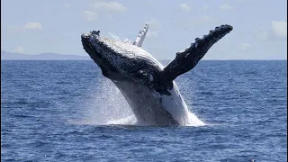 Whale Watching - Brier Island, Nova Scotia