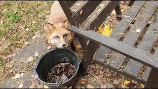 Ли Сяо / Alice the Fox Лиса Алиса (Что делает Белый в вольере лисы, пока она не видит)