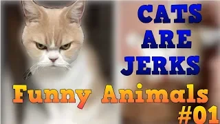 Cats Are Jerks || Funny Animals #01