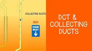 2.5 Renal: DCT & Collecting Ducts