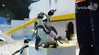 おたる水族館 言う事を聞かないペンギンショー・おフネちゃんを追ってみた