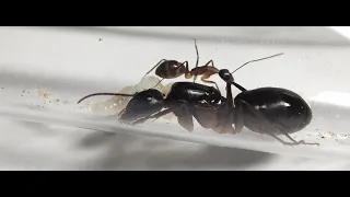 Nouvelles arrivantes - Camponotus fellah