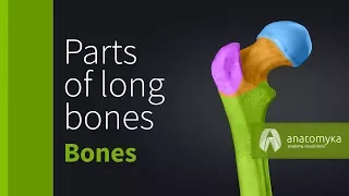 Parts of long bones
