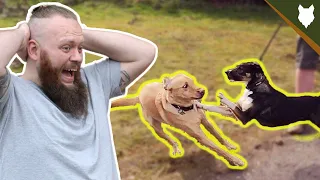 MY DOG GETS ATTACKED! Stopping Dog Aggression In One Session?!