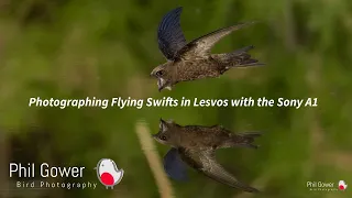 Photographing Flying Swifts in Lesvos Using the Sony A1