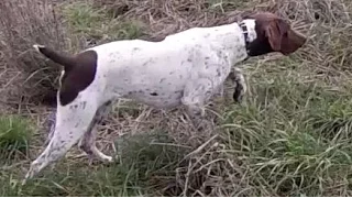 Pheasant Hunting with German Shorthaired Pointer (GoPro)