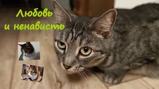 Любовь и ненависть в жизни кота Пирата/Love and hate in the life of a Pirate cat