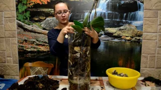 Состояние корней у орхидеи растущей в закрытой системе 2,5  года (Часть 2)