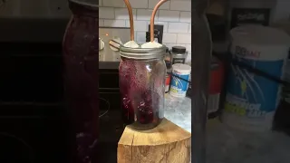 blueberry moonshine on the pickle still