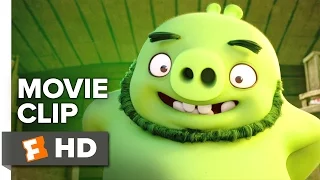 The Angry Birds Movie CLIP - What's a Pig? (2016) - Bill Hader, Tony Hale Movie HD