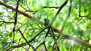 サンコウチョウの美しい囀り02 高音質【野鳥観察 鳥の鳴き声 バードウォッチング】Paradise flycatcher / Bird Song