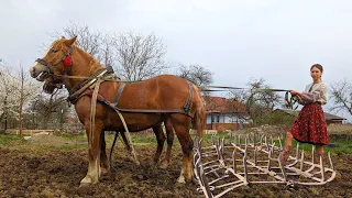 Hard work with horses in the village field. Cooking incredible lunch with millet and mushrooms