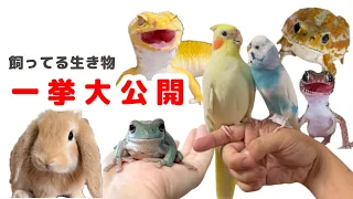 飼ってる生き物を全て紹介します！          Let me introduce you to all the creatures I keep.