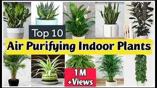 Best Indoor plants for Clean Air|Best Air Purifying Indoor Plants|Indoor Plants for Air Purification