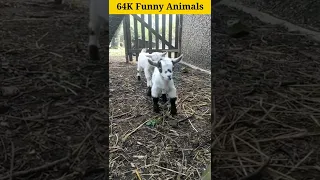 OMG😱 || 64K Sheep 🐑 Animals Video || Cute And Funny Sheep 🐑 Video #91 || Funny Animals || #shorts