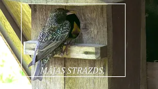 Wildlife birds / Savvaļas putni  :  MĀJAS STRAZDI / Sturnus vulgaris / būrī. Jaunie putni.