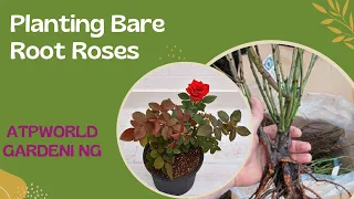 Planting Bare-Root Roses in Pots (Containers) : A Beginner's Guide. Part 2 Growing Roses