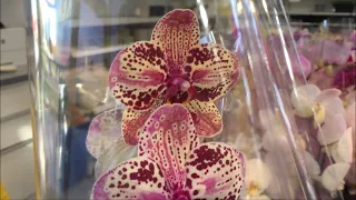 Обзор орхидей от 389 руб в Икее 29 сентября 2020г. Кимано, Фронтера...  Объявление для омичей)