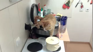 Кот нассал в мультиварку   Cat pee in a Multicooker