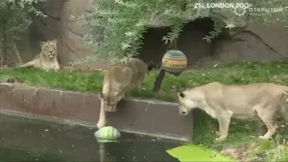 Лучшие видео недели о животных от Рейтер