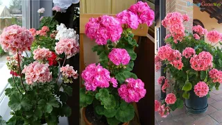 6 Quick tips to keep Geraniums Blooming