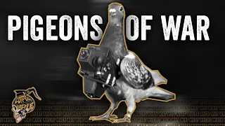 How the British Used Pigeons in World War II