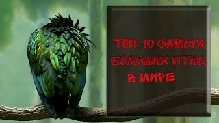 ТОП 10 САМЫХ БОЛЬШИХ ПТИЦ В МИРЕ