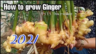 How to grow ginger at home from planting to harvest / Growing Big Ginger by NY SOKHOM