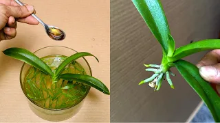 Few people know the magical secret to making Orchids take root (extremely fast).