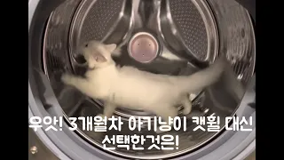 캣휠이 없으면 세탁기로 운동해요.#LG#세탁기#캣휠대용#캣휠#catwheel#고양이#고양이일상#cat #창의적재능