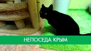 Кот Крым без задней лапы бегает и играет | Фонд Умка