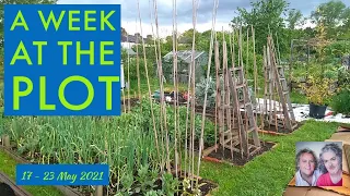 A Week at the Plot, 17 - 23 May 2021