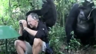 WILD MOUNTAIN GORILLAS IN UGANDA PET A PHOTOGRAPHER