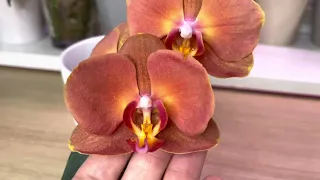 Дела орхидейные #3 Один год в открытой системе - мои наблюдения. Первые весенние цветоносы.