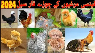 Fancy Hen Chikes Available 🐥🐥 Parrot 🦜 baby Available. || Cargo all over the pakistan