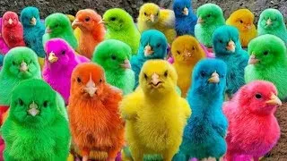 World Cute Chickens, Colorful Chickens, Rainbows Chickens, Chicken, Ducks, Rabbits,Cute Animals 🐤🦆