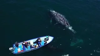 The Snotbot program - using Drones to change the way whale research is done