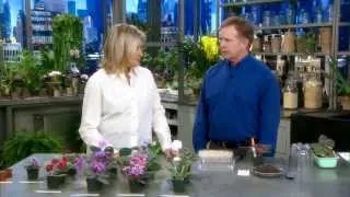 Martha Stewart Show - Paul Sorano